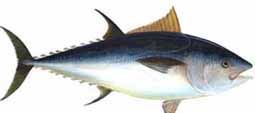 Tunafish